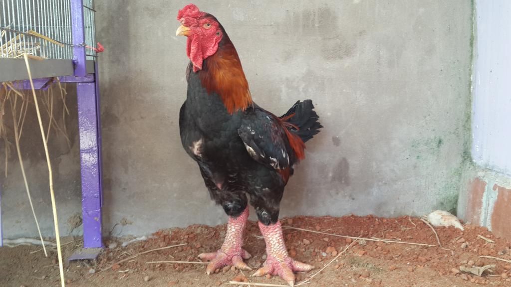 GÀ ĐÔNG TẢO Quận 6. Gà THUẦN CHỦNG - CHÂN KHŨNG Biếu Tết 2015 - 2