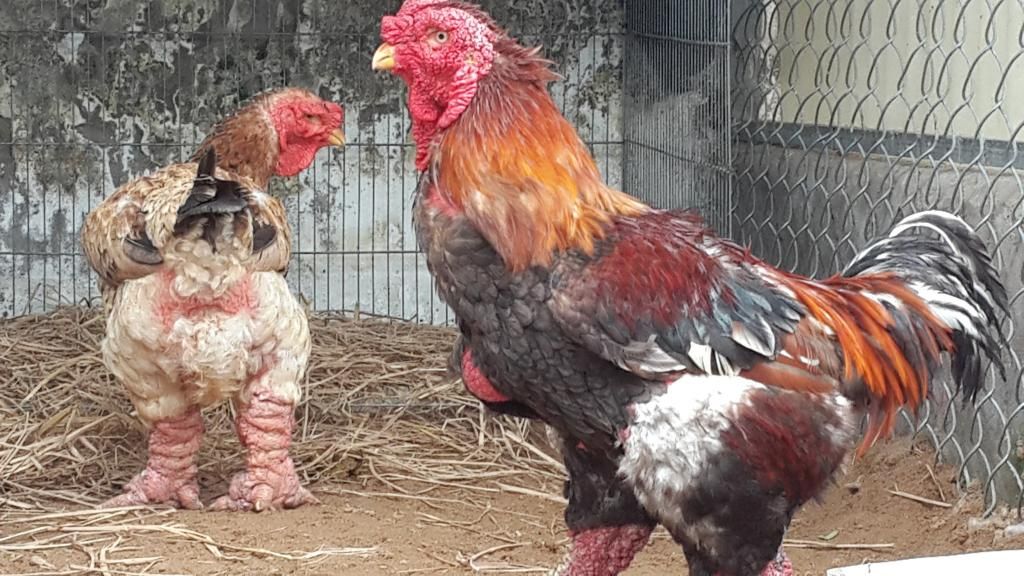 Gà GÀ ĐÔNG TẢO Quận 6. Gà THUẦN CHỦNG CHÂN KHŨNG Biếu Tết 2015