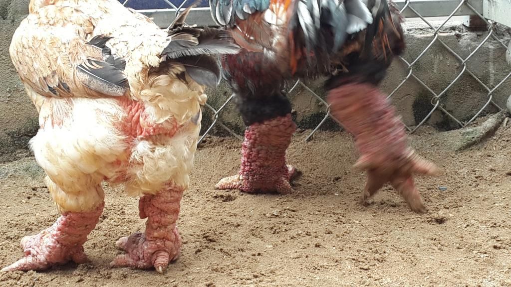 GÀ ĐÔNG TẢO Quận 6. Gà THUẦN CHỦNG - CHÂN KHŨNG Biếu Tết 2015 - 1