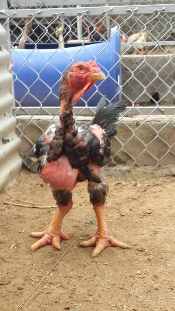 GÀ ĐÔNG TẢO Quận 6. Gà THUẦN CHỦNG - CHÂN KHŨNG Biếu Tết 2015 - 3