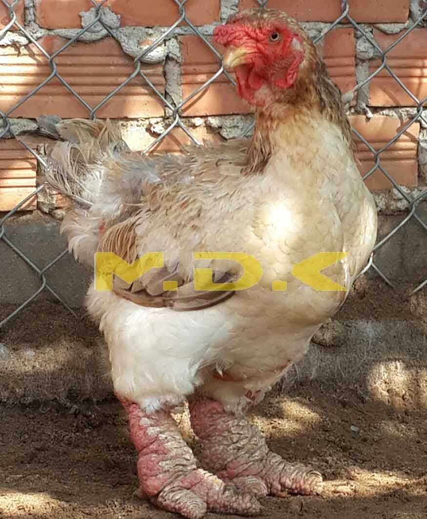 BÁN GÀ ĐÔNG TẢO Mái KHŨNG - Giá SIÊU RẺ