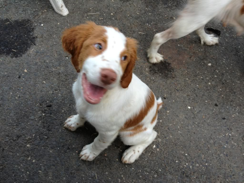Brittany Pups for sell | New Jersey Hunters