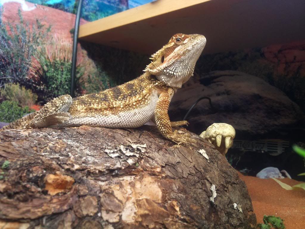 Help Sexing My Dragon General Discussion Bearded Dragon Org 