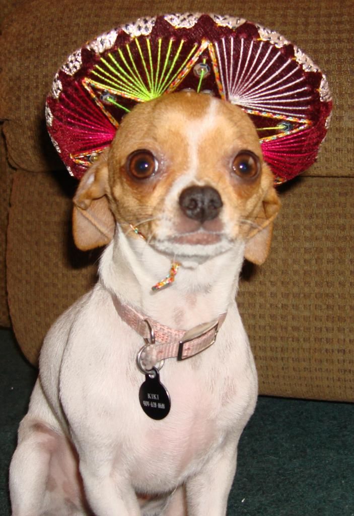 chiuahua in a sombrero