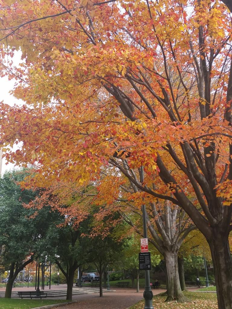 Fall Foliage in Cambridge, Mass.