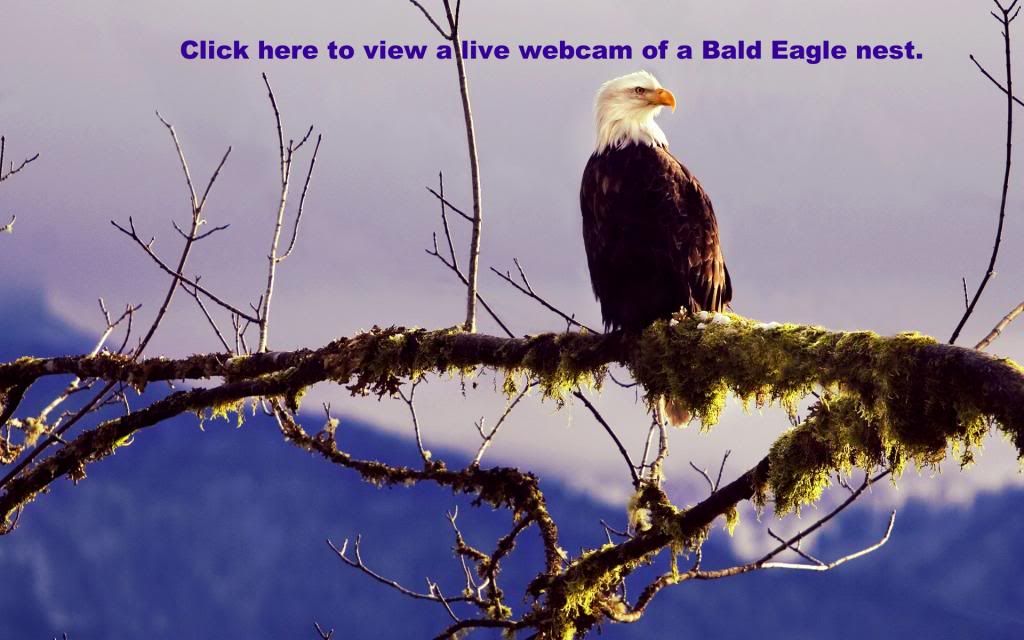 Eagle Webcam
