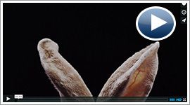 cats vs bunnies video