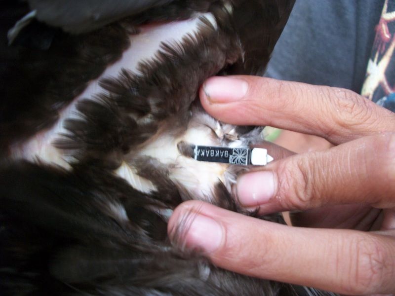 http://i1358.photobucket.com/albums/q769/pateros2013/fairchild/100_8229_zpsf99db0f7.jpg