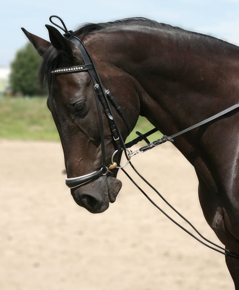 PFIFF Horse & Pony Training Reins Rubber Elasticated Chambon Training