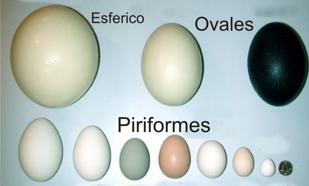 Resultado de imagen de tipos de huevo de dinosaurio
