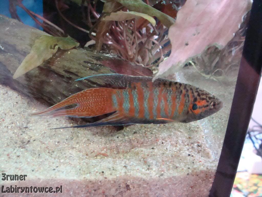 Obrazek