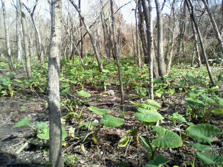 click here for the elephant ears plants store