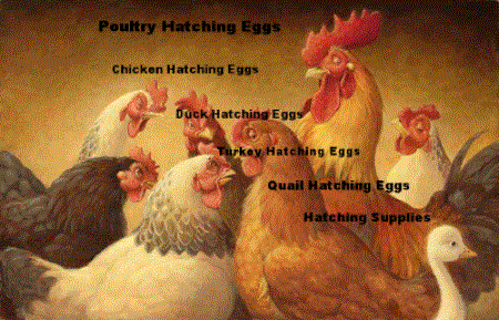 chicken hatching eggs and hatching supplies click here