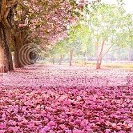  photo pink111_zpsliuuesry.jpg