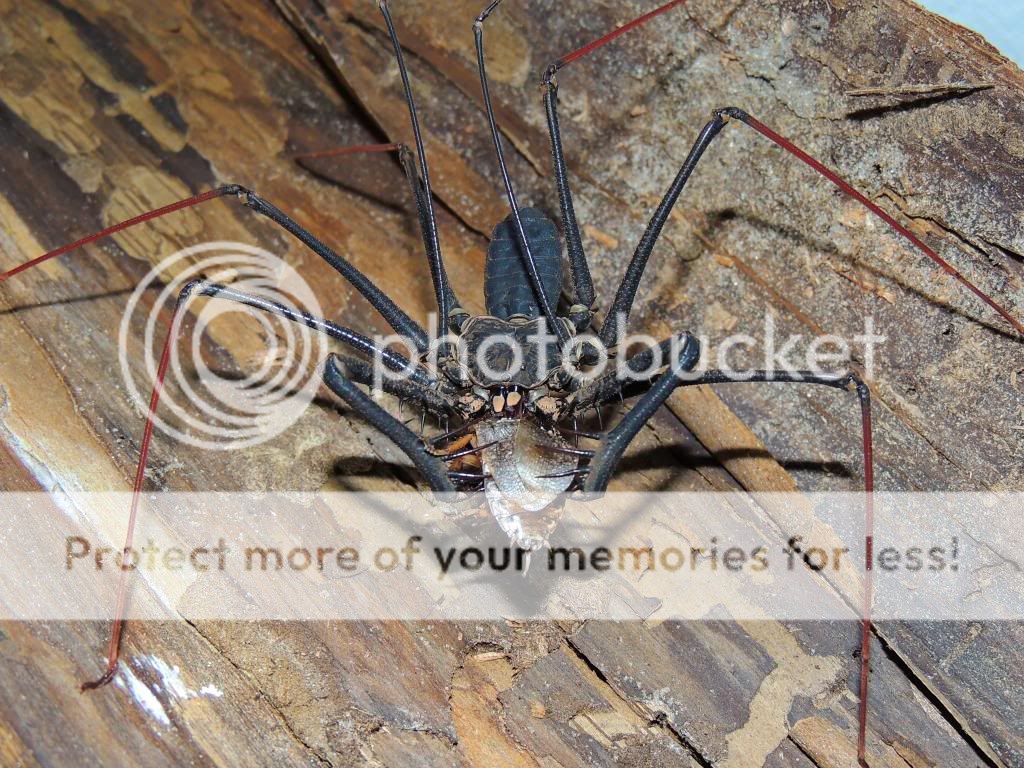 Bilderesultat for biggest spiders ever